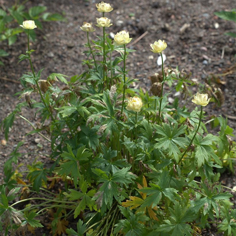 Trollius Alabaster - Trolle hybride (Plant habit)