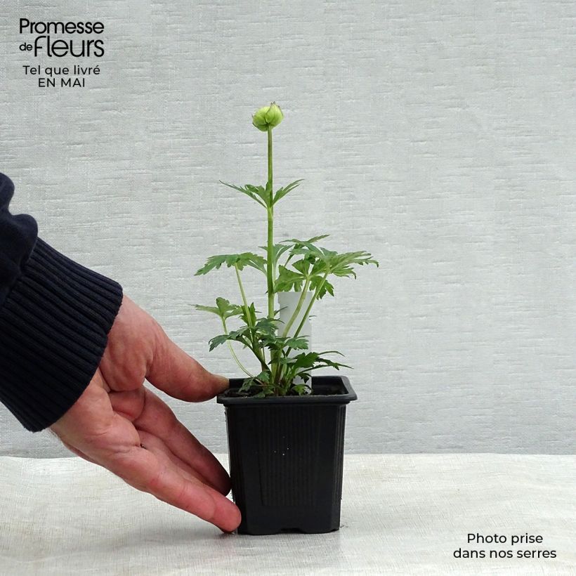 Example of Trollius Alabaster - Trolle hybride Godet de 8/9 cm as you get in printemps