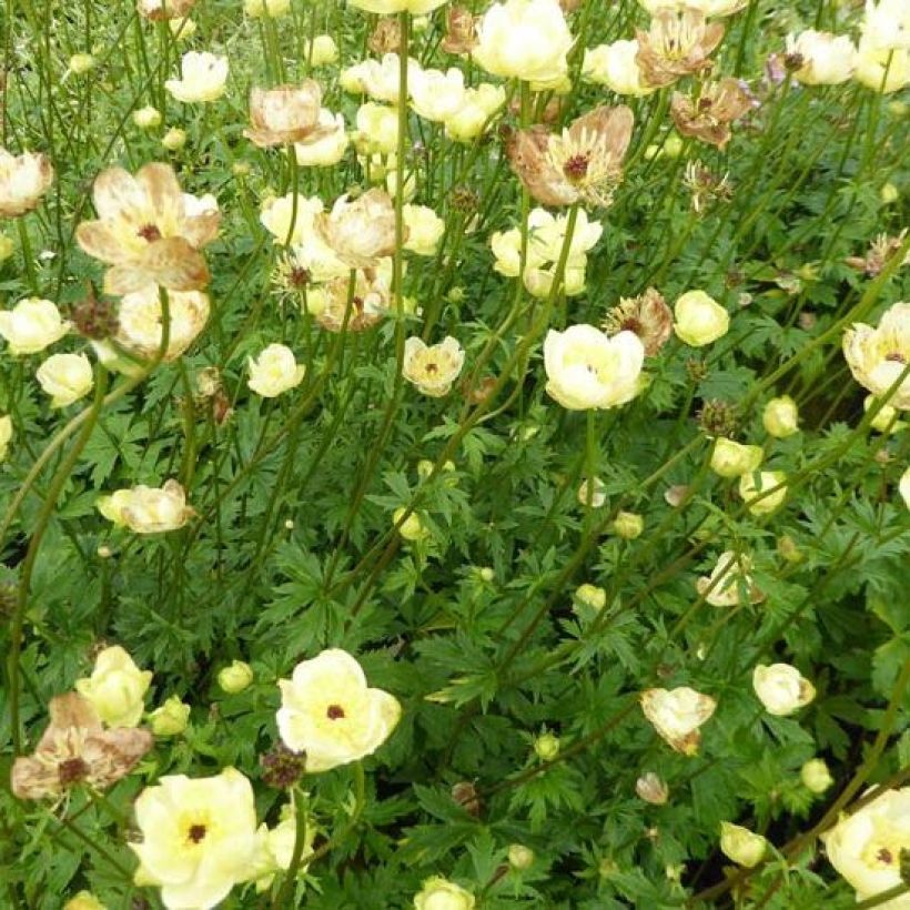Trolle - Trollius cultorum Cheddar (Plant habit)