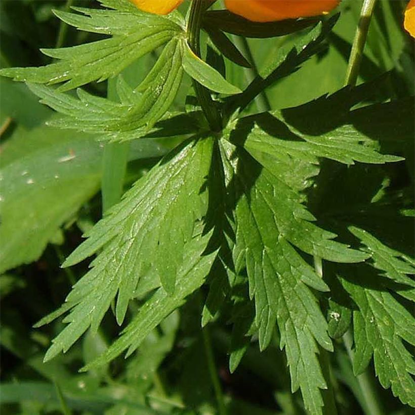 Trollius asiaticus - Trolle d'Asie (Foliage)