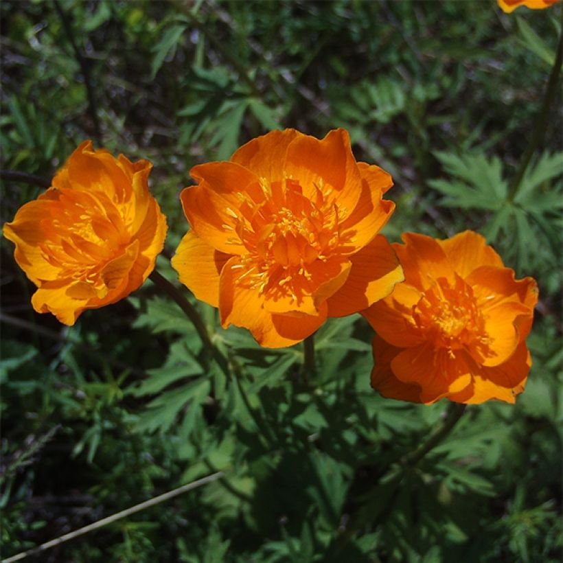 Trollius asiaticus - Trolle d'Asie (Flowering)