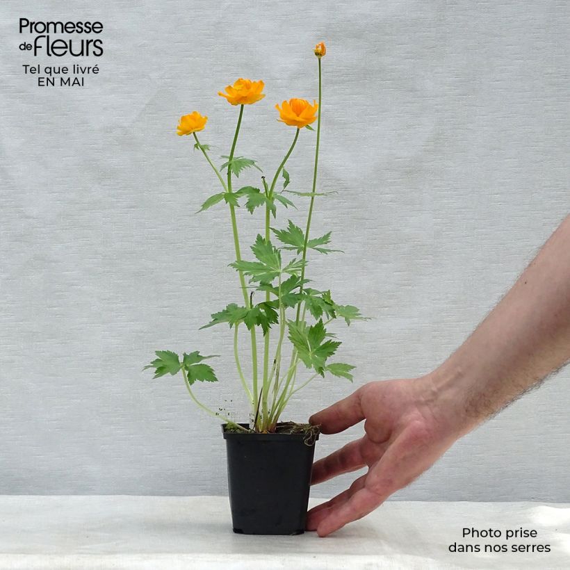 Example of Trollius asiaticus - Trolle d'Asie Godet de 8/9 cm as you get in printemps