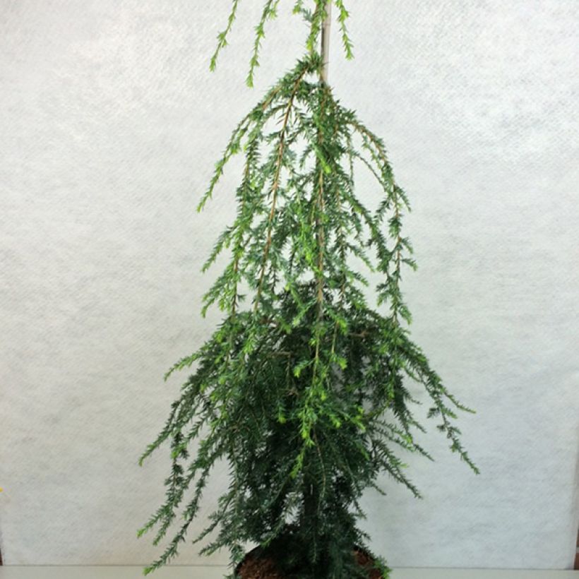 Pruche du Canada - Tsuga canadensis Pendula                        (Plant habit)