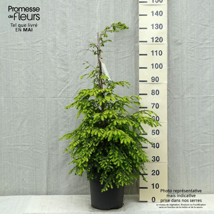Example of Tsuga canadensis - Pruche du Canada Pot de 3L/4L as you get in printemps