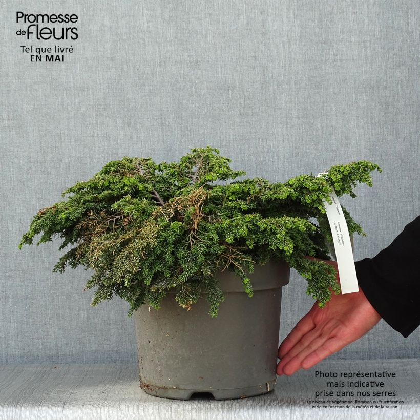 Example of Pruche du Canada - Tsuga canadensis Popeleski                     Pot de 7,5L/10L as you get in printemps