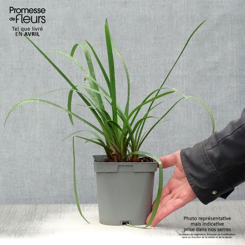 Example of Tulbaghia Himba - Tulbaghie hybride  Pot de 2L/3L as you get in printemps