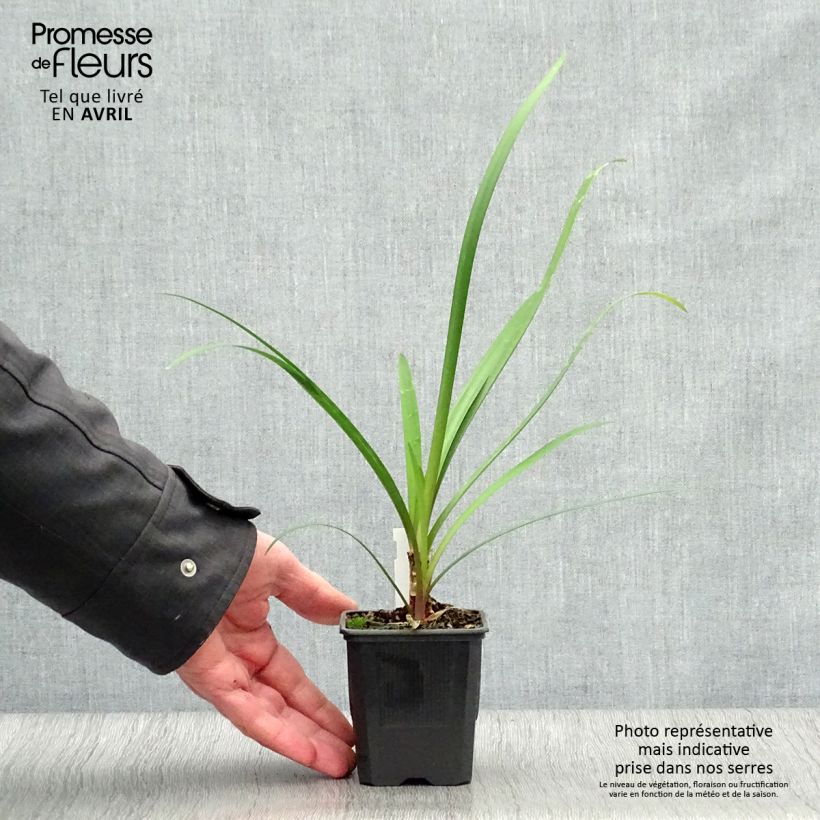 Example of Tulbaghia Himba - Tulbaghie hybride  Godet de 7/8 cm as you get in printemps