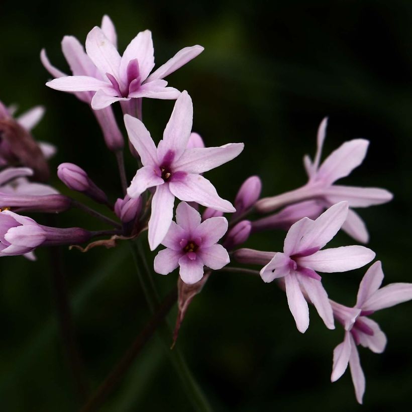 Tulbaghia Purple Eye - Tulbaghie (Flowering)