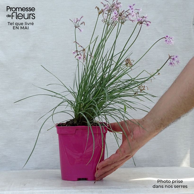 Example of Tulbaghia Purple Eye - Tulbaghie Pot de 2L/3L as you get in printemps