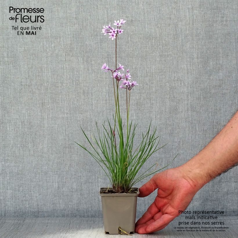 Example of Tulbaghia Purple Eye - Tulbaghie Godet de 8/9 cm as you get in printemps