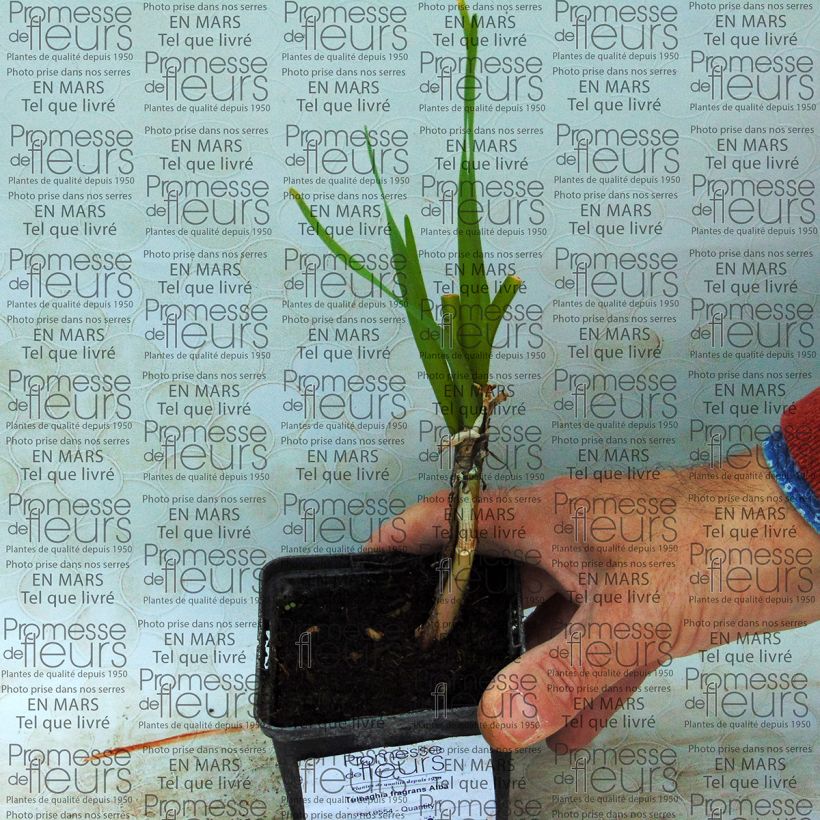 Example of Tulbaghia fragrans Alba   Bulbe as you get