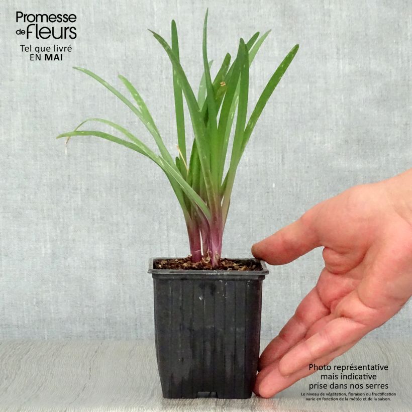 Spécimen de Tulbaghia violacea Kilimanjaro Godet de 8/9 cm tel que livré au printemps