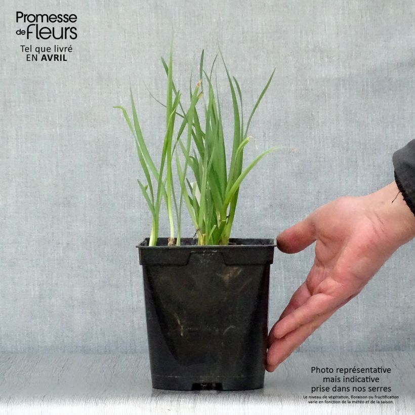 Example of Tulbaghia violacea Pearl - Tulbaghie Pot de 2L/3L as you get in printemps