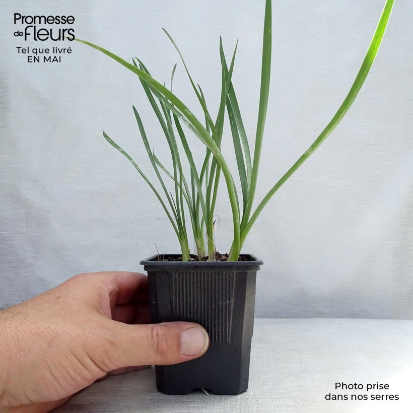 Example of Tulbaghia violacea Pearl - Tulbaghie Godet de 8/9 cm as you get in printemps