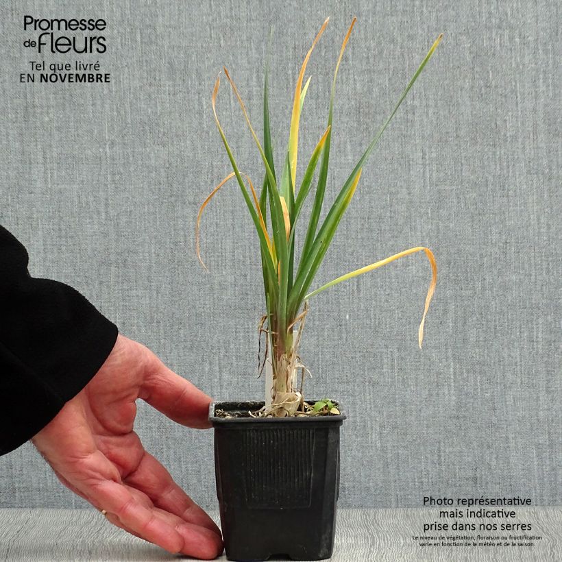 Spécimen de Tulbaghia violacea - Tulbaghie Godet de 8/9 cm tel que livré en automne