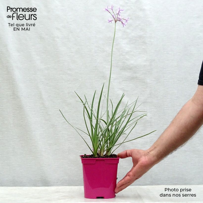 Example of Tulbaghia violacea Silver Lace - Thulbaghie Pot de 2L/3L calibre I as you get in printemps