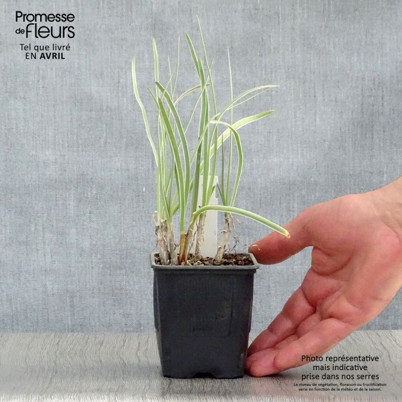 Example of Tulbaghia violacea Silver Lace - Thulbaghie Godet de 8/9 cm as you get in printemps