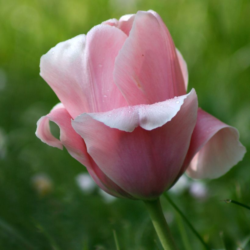 Tulipe Triomphe Beauty Queen* (Floraison)