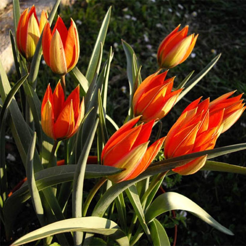 Tulipe botanique whittallii (Plant habit)