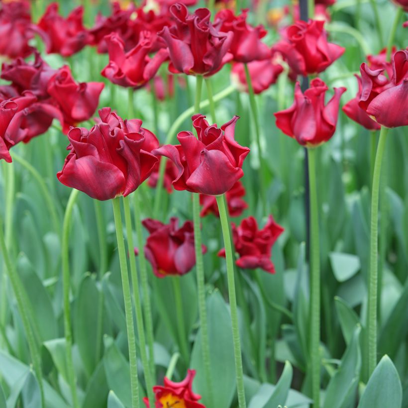 Tulipe couronne Red Dress (Plant habit)
