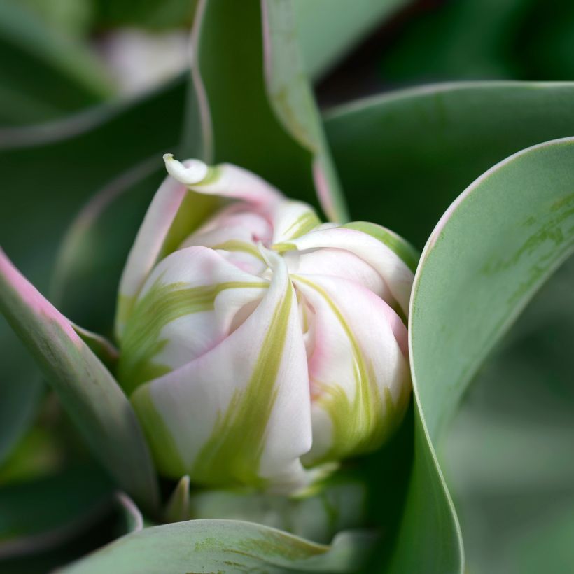 Tulipe double hâtive Flashpoint (Floraison)