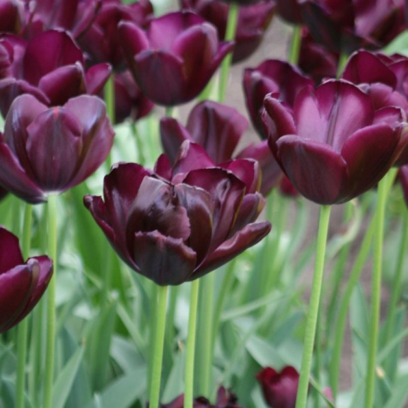 Tulipe Triomphe Black Jack (Flowering)