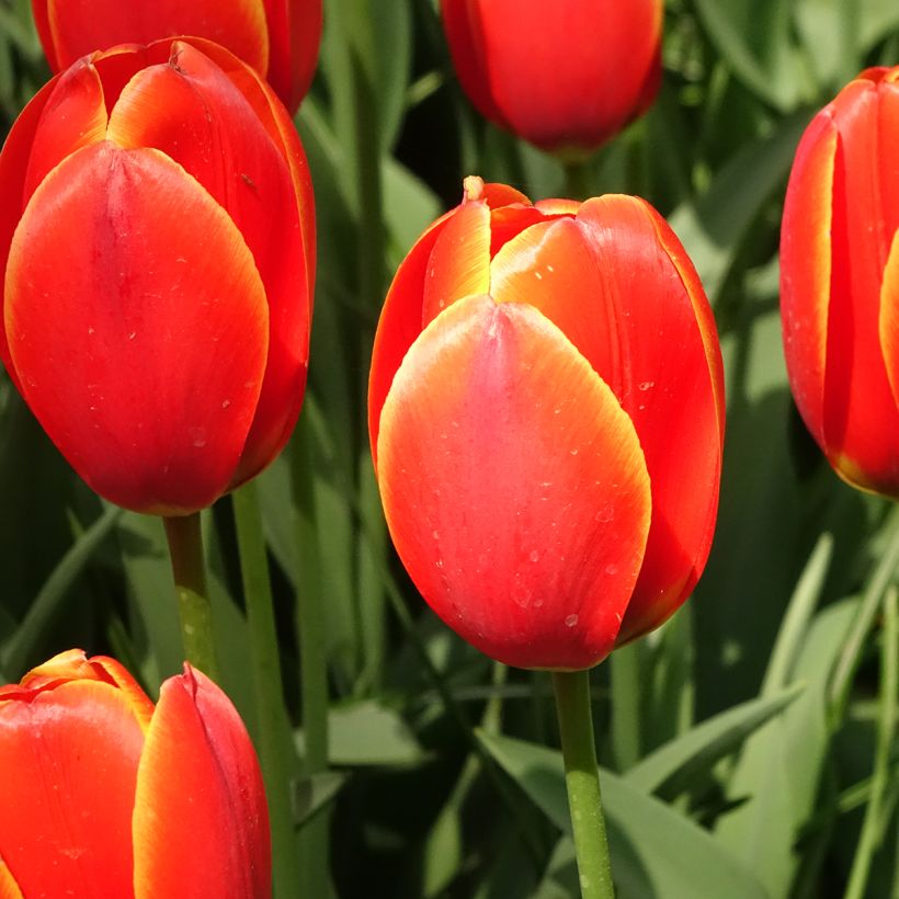 Tulipe Darwin World's Favourite (Floraison)