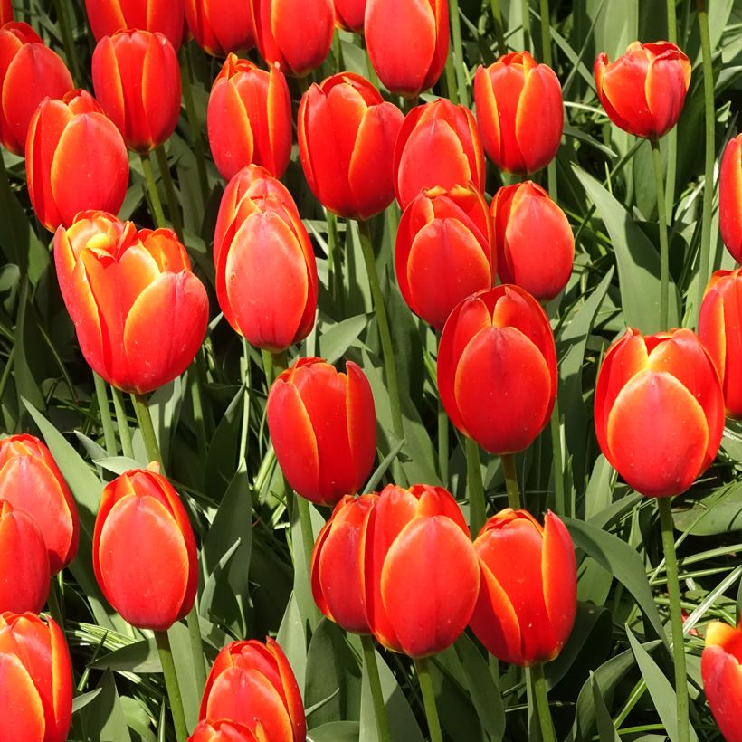 Tulipe Darwin World's Favourite (Port)