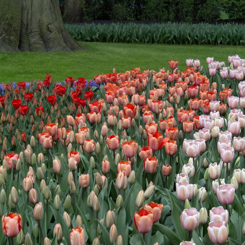 Tulipe Darwin Apricot Impression (Port)