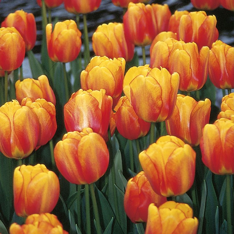 Tulipe Darwin Blushing Apeldoorn (Floraison)