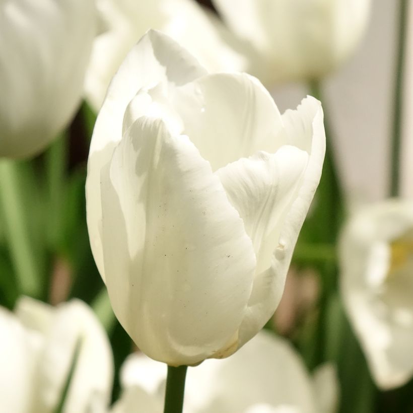 Tulipe Darwin Hakuun (Floraison)