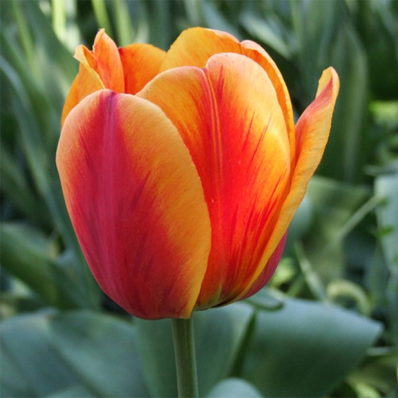 Tulipe Darwin Apeldoorn's Elite (Flowering)