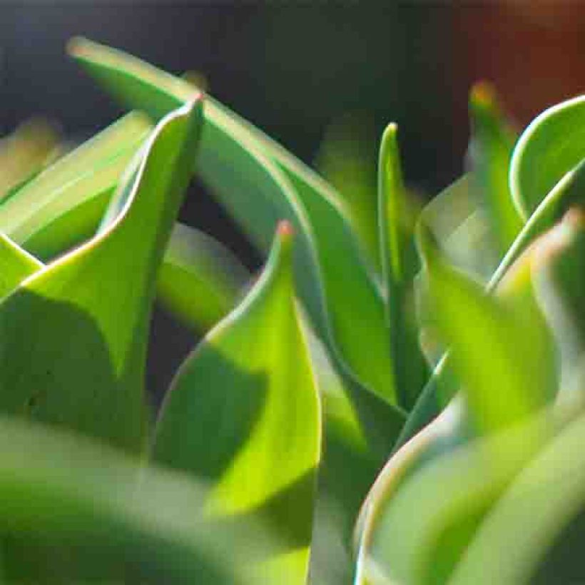 Tulipe Darwin Apricot Delight (Foliage)