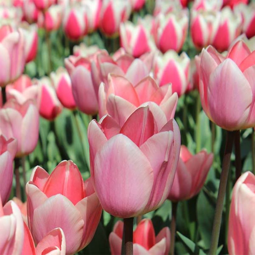 Tulipe Darwin Apricot Delight (Flowering)