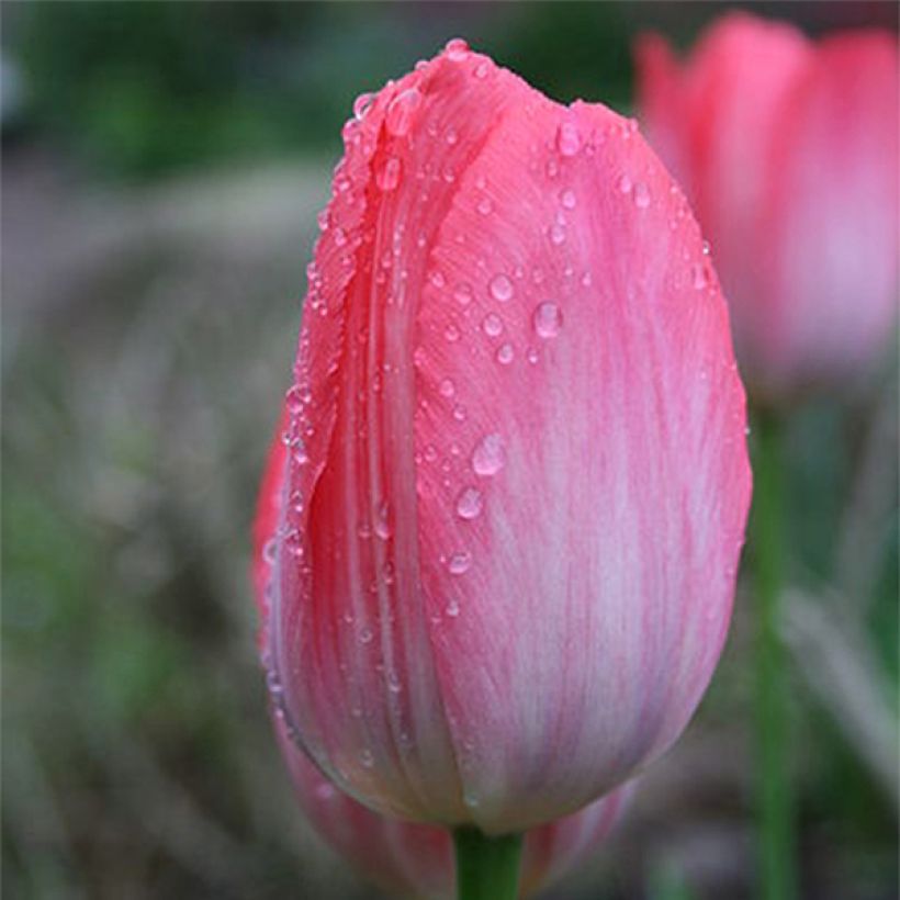 Tulipe Darwin Van Eijk (Flowering)