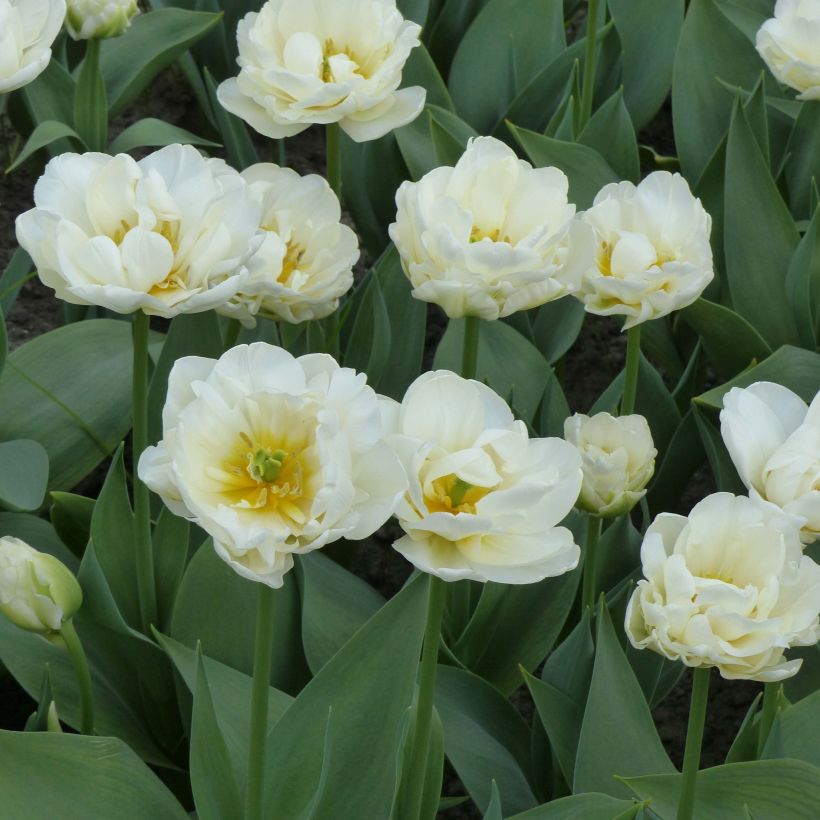 Tulipe double tardive Cool  (Port)