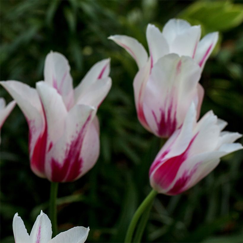 Tulipe Fleur de Lis Marilyn (Flowering)
