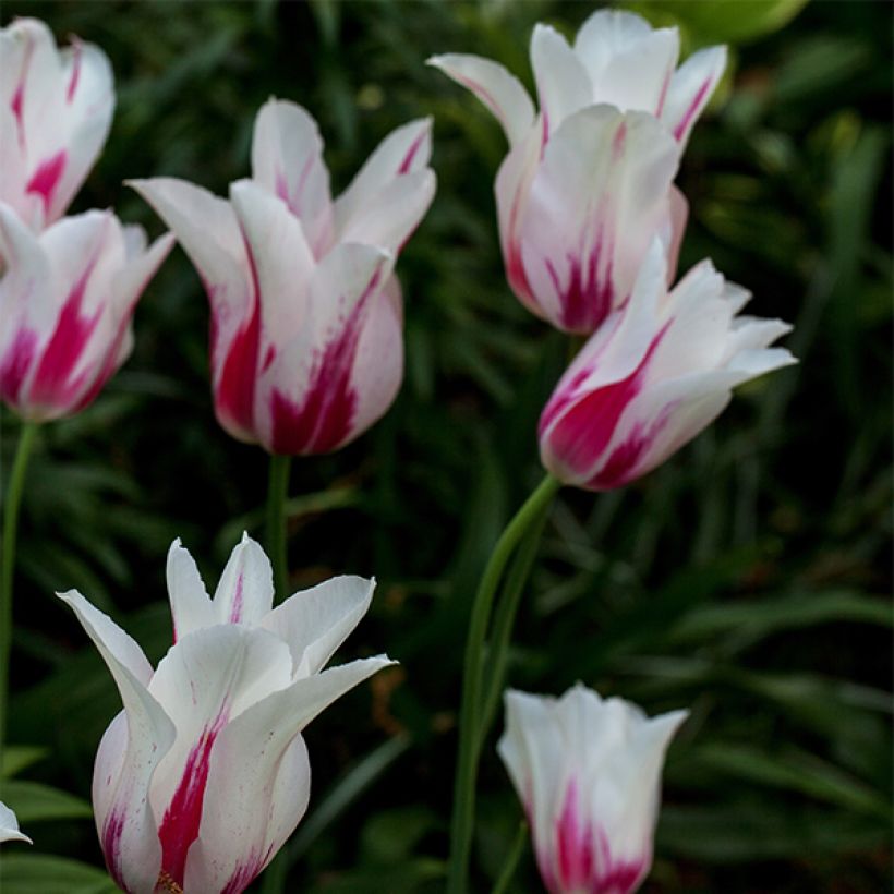 Tulipe Fleur de Lis Marilyn (Plant habit)