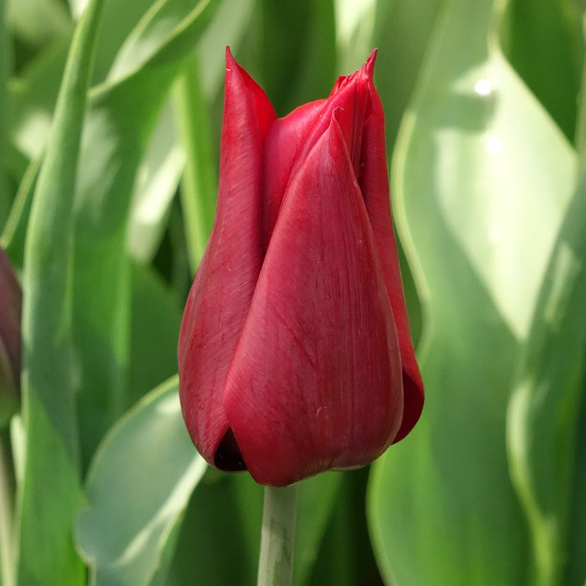 Tulipe Fleur de Lis Lasting Love (Floraison)