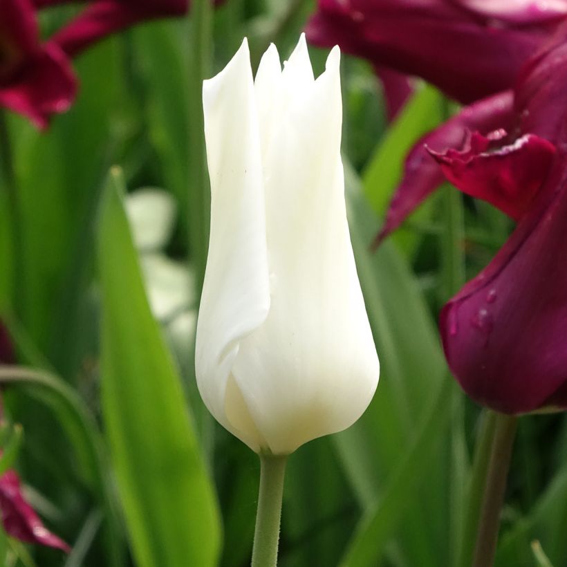 Tulipe Fleur de Lis White Triumphator (Floraison)