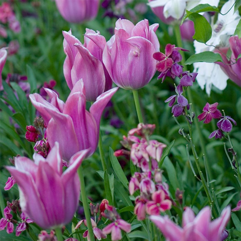 Tulipe Fleur de Lis Ballade (Flowering)