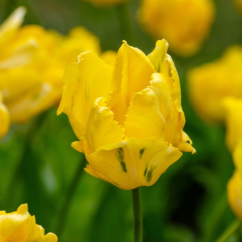 Tulipe Perroquet Yellow Sun (Flowering)