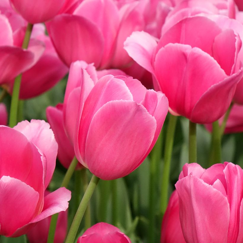 Tulipe Triomphe Barcelona (Flowering)