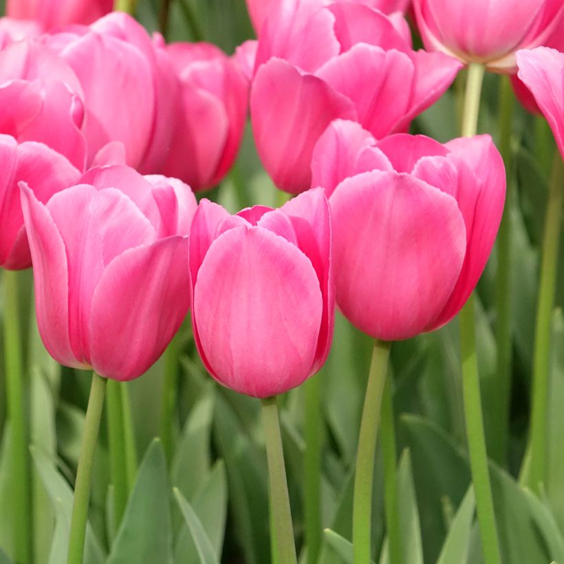 Tulipe Triomphe Barcelona (Plant habit)