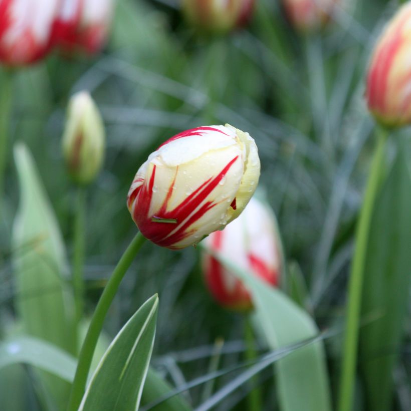 Tulipe Triomphe Carnaval De Rio (Floraison)