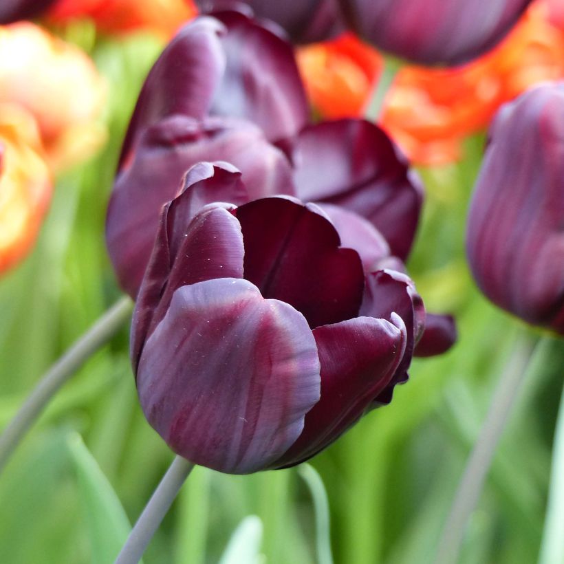 Tulipe Triomphe Continental (Flowering)