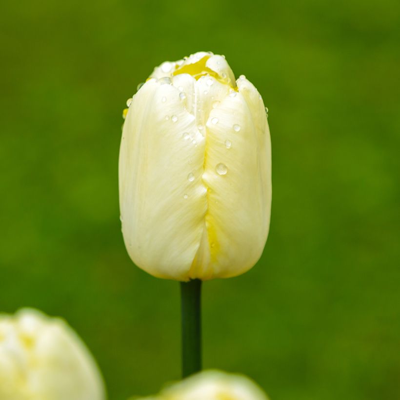 Tulipe Triomphe Creme Flag (Flowering)