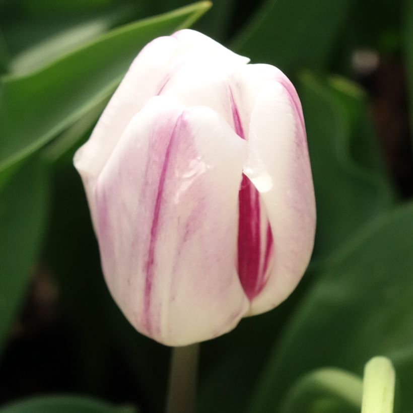 Tulipe Triomphe Flaming Flag (Floraison)