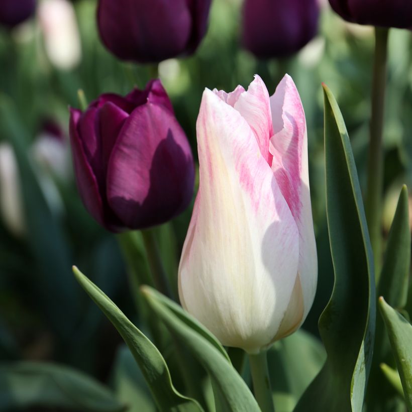 Tulipe Triomphe Kyoko Takahashi (Flowering)