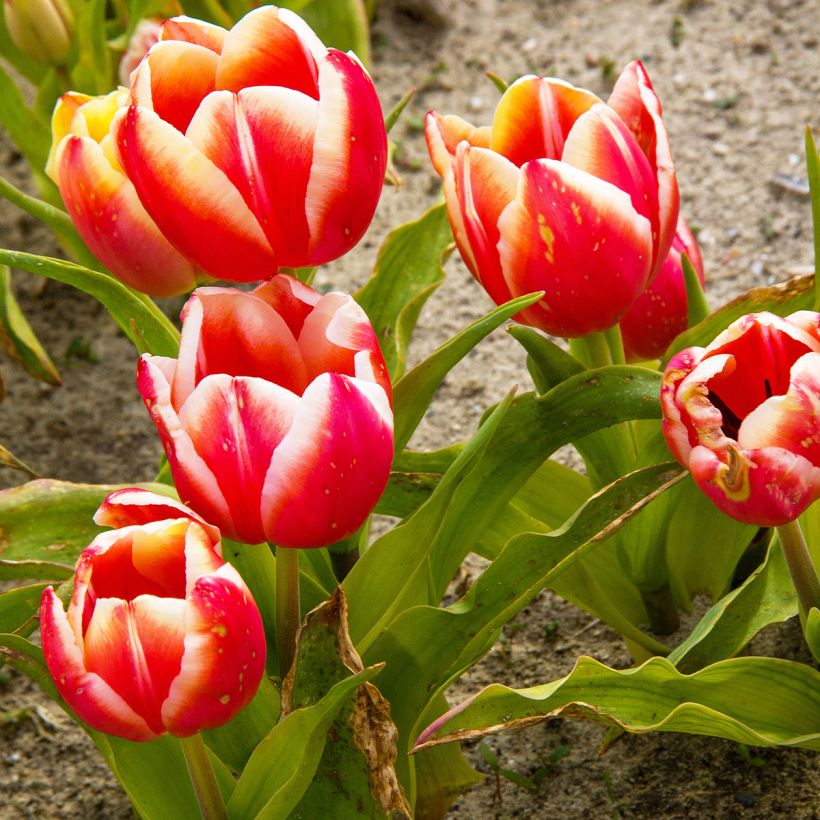 Tulipe Triomphe Leen van der Mark (Plant habit)